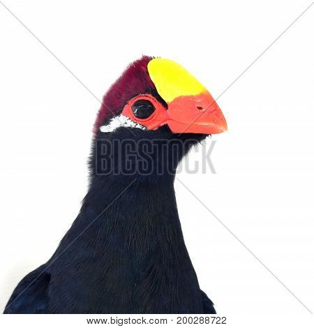 Violet Turaco Bird