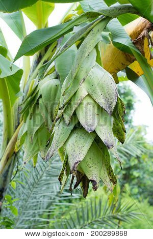 Elephant banana Ensete glaucum or Musa glauca Roxb