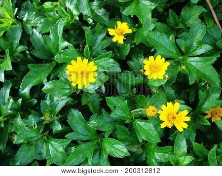 Melampodium Divaricatum Or Little Yellow Star Flower