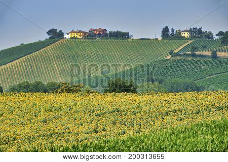 Rural landscape at summertime along the road from Castel San Giovanni to Ganaghello (Piacenza Emilia Romagna Italy) in the Tidone valley. Vineyards and sunflowers