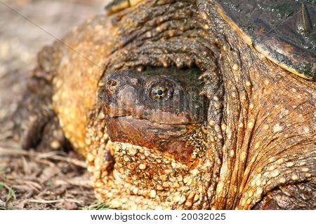 เต่า (Chelydra serpentina)