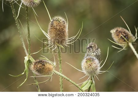 Beautiful Juvenile Siskin Bird Spinus Spinus On Teasels In Forest Landscape Setting