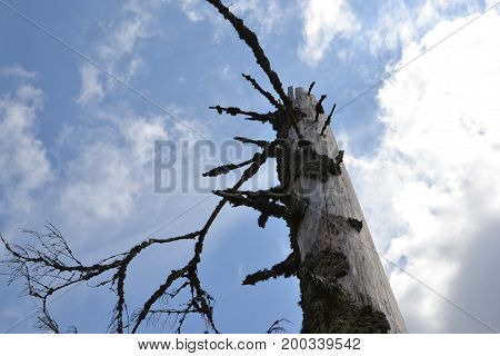 Forest and bark, eternal struggle with nature, Šumava and her fight with bark beetle