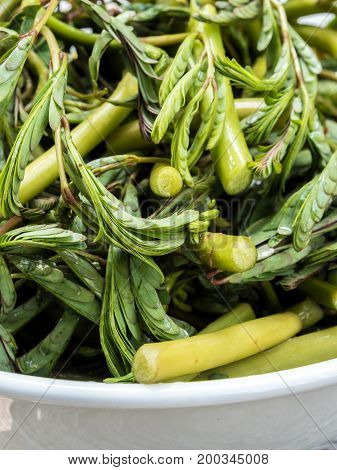 Green leaves vegetable Water minosa prepare for cooking