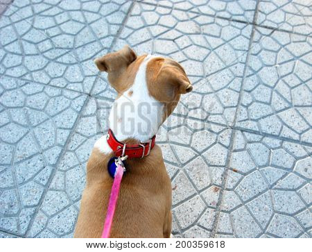 American Staffordshire Terrier Puppy
