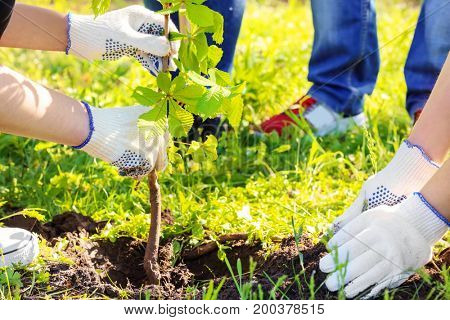 Young volunteers planting tree in park