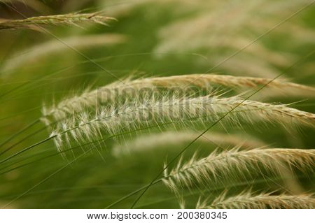 beautiful yellow grass weed captured with shallow depth of field Blade of Grass