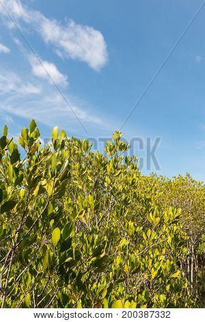 ceriops tagal field in golden-green color with blue sky view in a sunny day