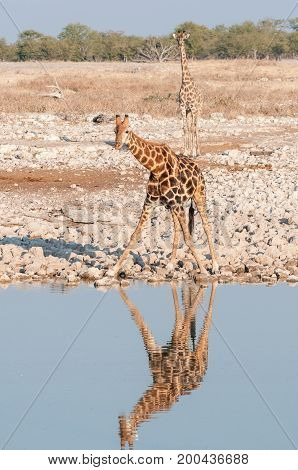 Two Namibian giraffes Giraffa camelopardalis angolensis at a waterhole in Northern Namibia. Their reflections are visible in the water