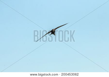 Swift Bird flying against a clear blue sky.