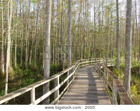 Florida Cypress Preserve 2299
