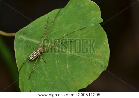 image of a silver orb spider on green leaf