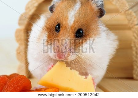 A hamster close-up eats cheese near its wooden house.