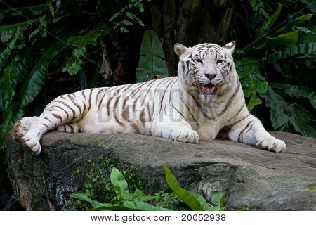 White tiger at Singapore Zoo