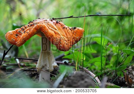 old amanita mushroom growing in the forest