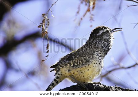 Wren kaktus