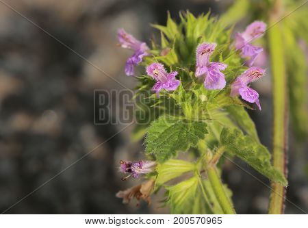 Blossoms of Ballota nigra the black horehound.