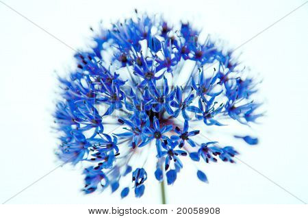 Alium