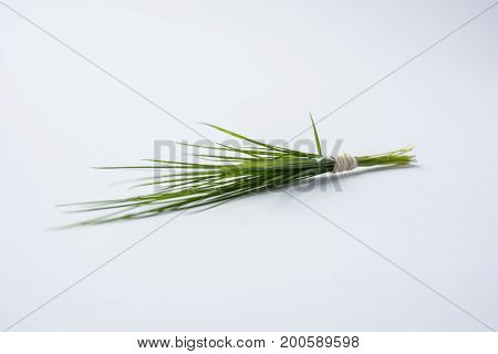 durwa or durva or green grass representing trishul armour, offered to lord Ganesha