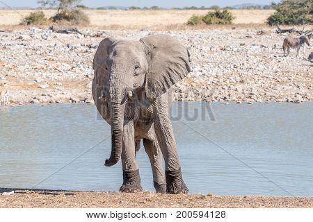 An african elphant Loxodonta africana facing the camera at a waterhole in Northern Namibia