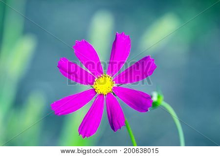 A Mexican aster flower or Cosmos in the garden