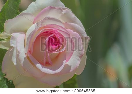 Isolated Pink promise rose in full bloom in a garden brightly illuminated in the sun.