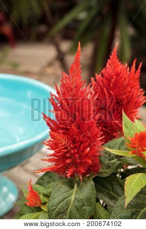 Red Flower Of Celosia, Also Known As Cockscomb