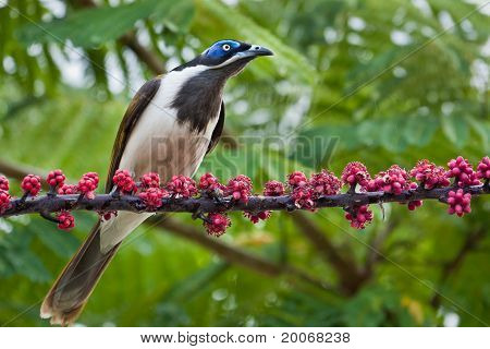 Blå-faced Honeyeater