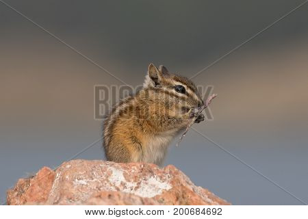 A chipmunk eating a large grass grain on a rock