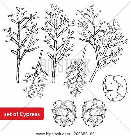 Vector set with outline Cypress or Cupressus sempervirens. Branch, pine and cones in black isolated on white background. Coniferous tree in contour style for botanical design and coloring book.