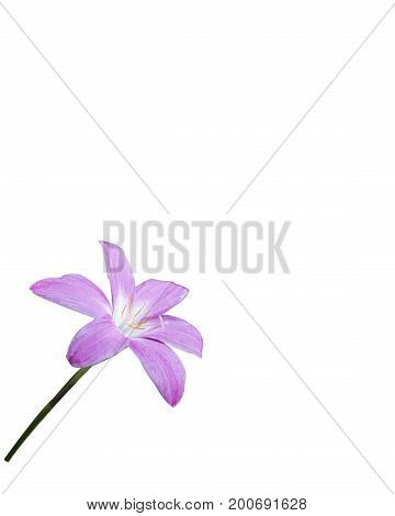 Fairy Lily isolated pink background zephyr white zephyranthes rosy lilies beautiful flowers