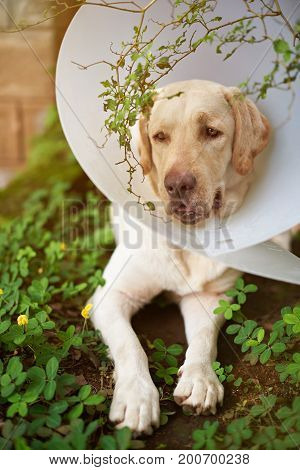 Healing labrador dog with plastic cone collar