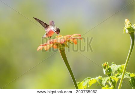 Ruby-throated Hummingbird (archilochus colubris) enjoys orange Tithonia flower