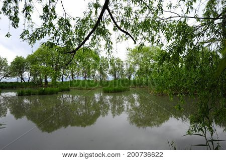 A forest with trees in the nature near river and lake in the nature