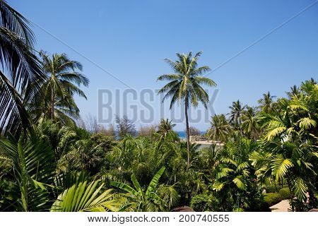 Tropical background with coconut palms and blue skay. Thailand.