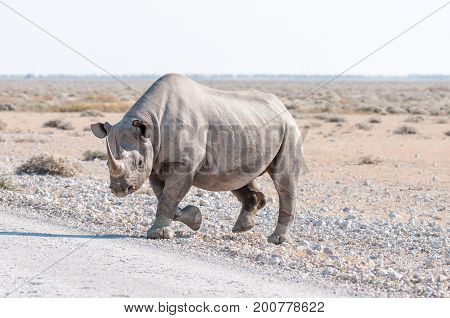 A black rhinoceros Diceros bicornis walking accross a road in Northern Namiba