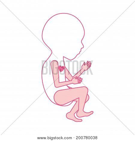 pink silhouette of side view fetal growth a semestrer with active heart vector illustration