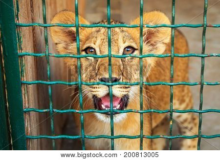 Small lion in the cage. The majestic king of beasts.