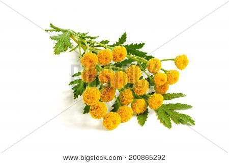 tansy with leaf isolated on a white background. Medical herb.