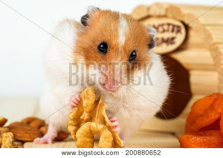 A Hamster Close-up Eats A Walnut From His Wooden House.