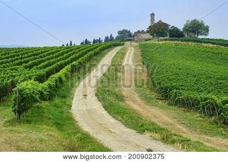 Rural landscape at summertime along the road from Ganaghello to Vicobarone (Piacenza Emilia Romagna Italy) in the Tidone valley. Vineyards