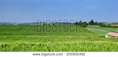 Rural landscape at summertime along the road from Castel San Giovanni to Ganaghello (Piacenza Emilia Romagna Italy) in the Tidone valley