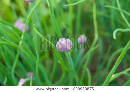 Violet Bud of schnitt (chive) onion in a garden