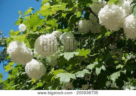Snowball Cultivar Of Guelder Rose In Bloom