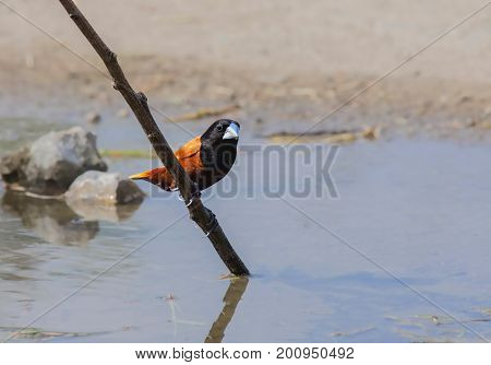 Chestnut Munia perching on a branch Black headed Munia on a branch.