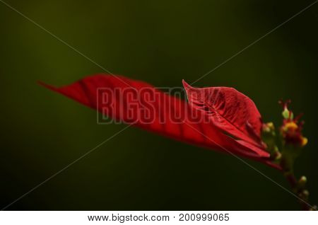 Beautiful intense color flower with green background