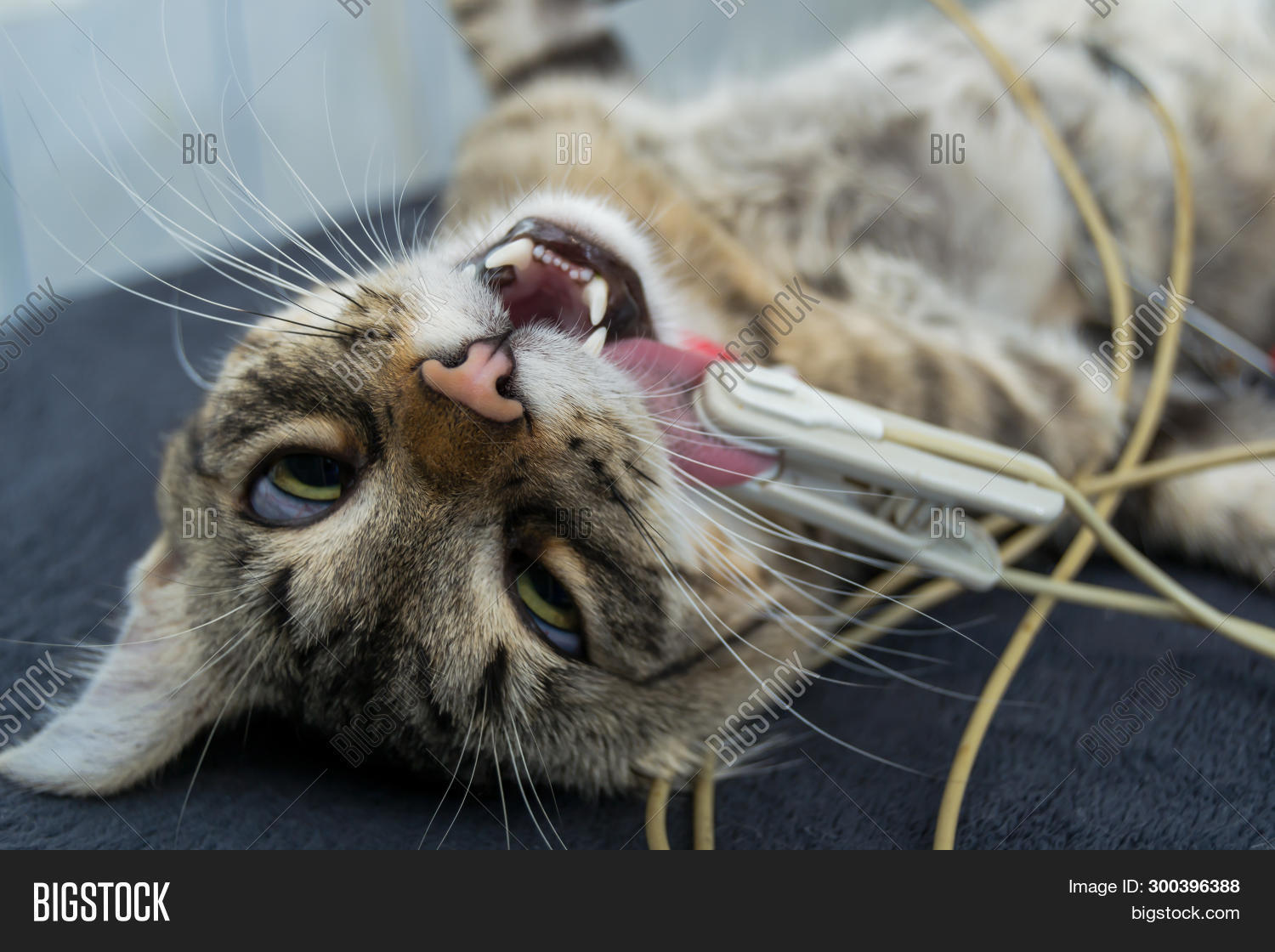 Sedated Cat Lingual Image Photo Free Trial Bigstock
