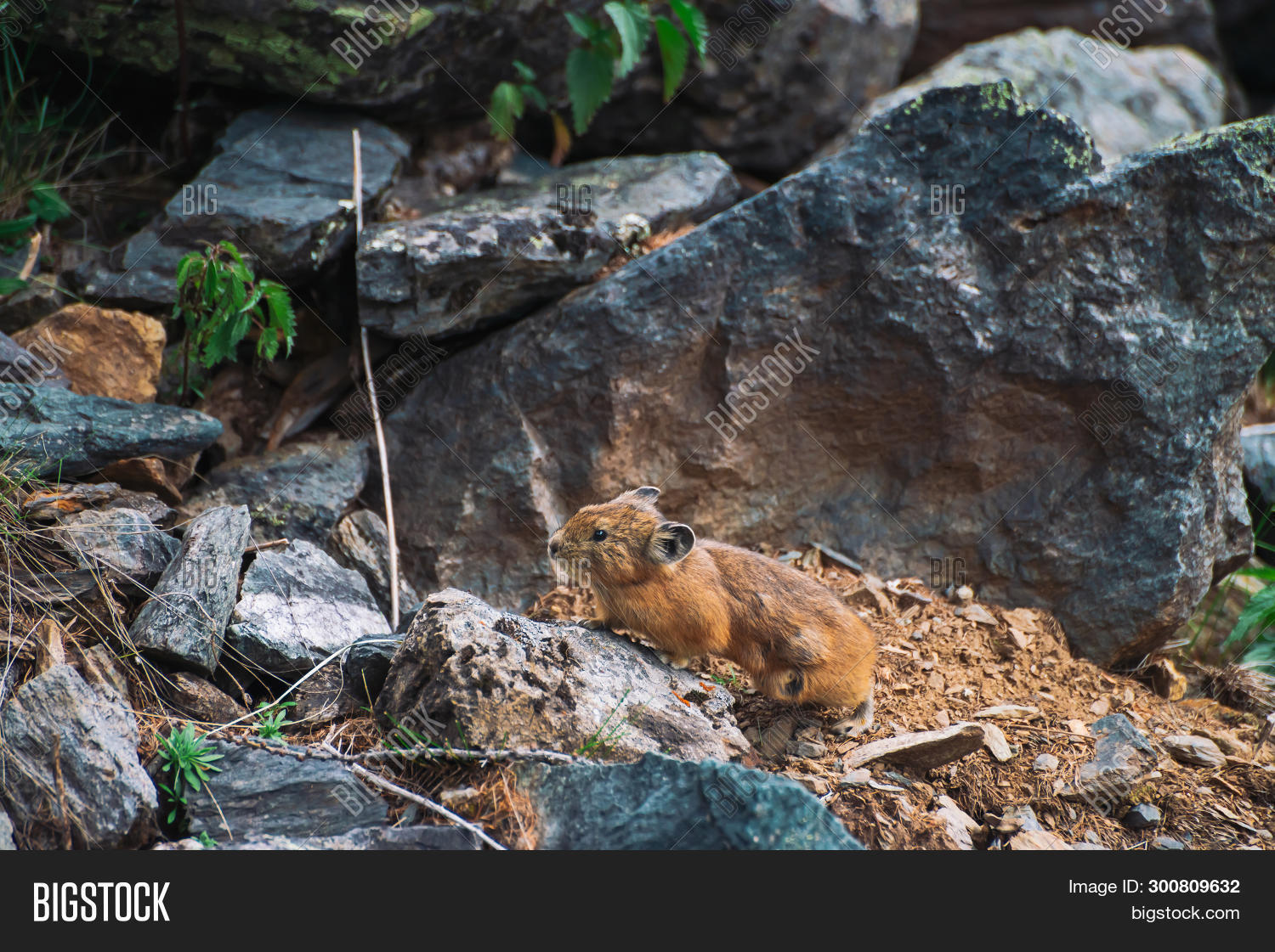 Pika Rodent On Stones Image & Photo (Free Trial) | Bigstock