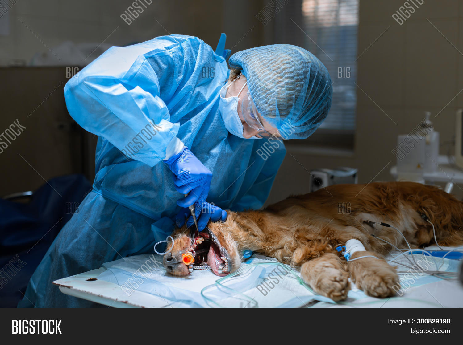 Veterinary Dentistry. Image & Photo (Free Trial) Bigstock