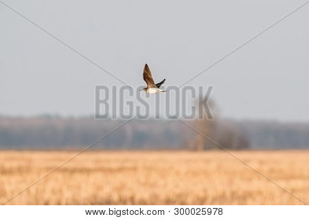Belarus. Green Sandpiper - Tringa Ochropus Flying In Spring Sky. Small Wader - Shorebird.